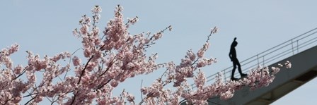 Japanische Kirschblüte in Bingen