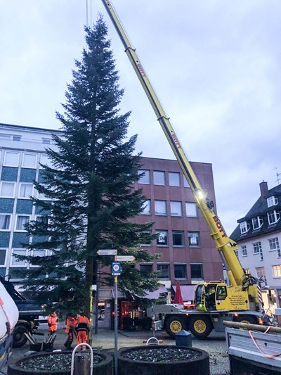 Der Weihnachtsbaum wird gestellt.