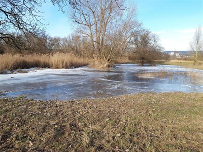 Naturführung "Winterspaziergang am Inselrhein"