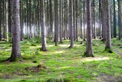 Waldesvielfalt – von der Zecke bis zum Hirsch