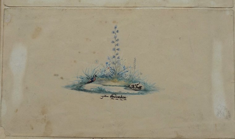 Rittersporn, Zeichnung 1830