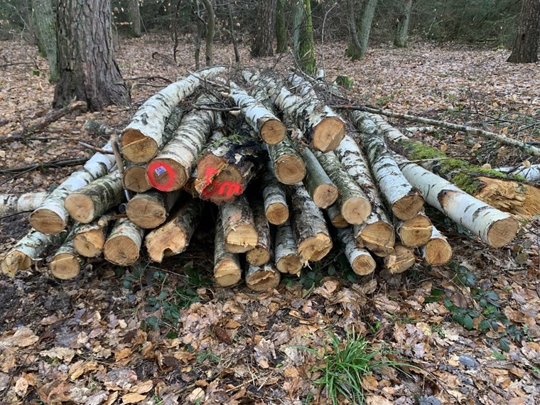 Brennholzpolter (Birke) im Binger Wald