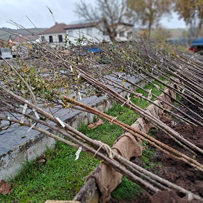 Baumsortierung für die Aktion „Dein Baum fürs Klima“ 2024