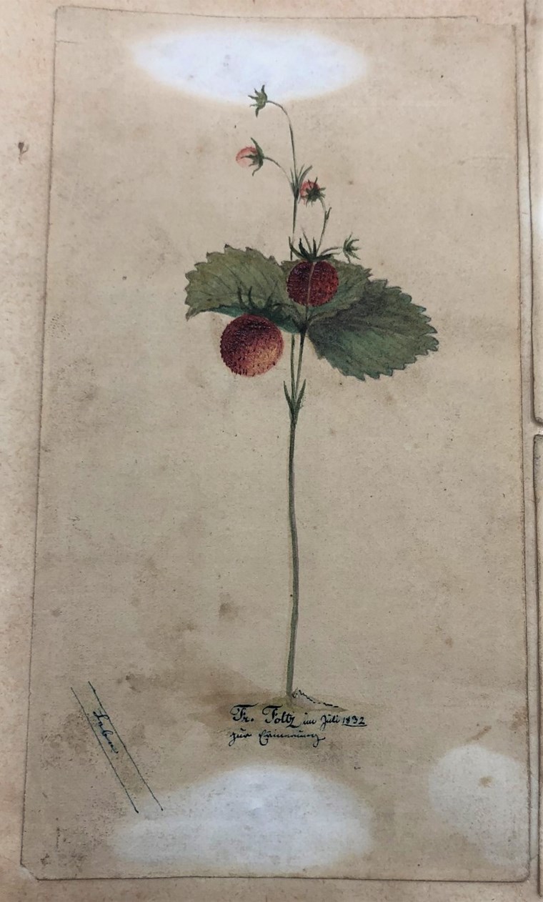 Albumkärtchen, Walderdbeere, Aquarell 1830
