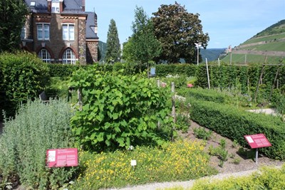 Öffentliche Führung – Hildegard von Bingen und Hildegarten